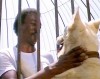 white dog 1.jpg